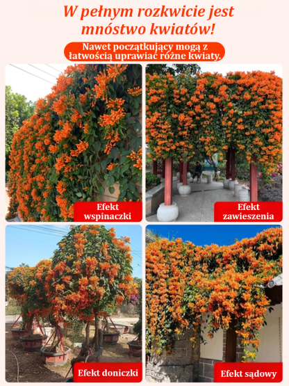【Kwitnienie pełne】Nasiona kwiatów trąbkowych na każdą porę roku