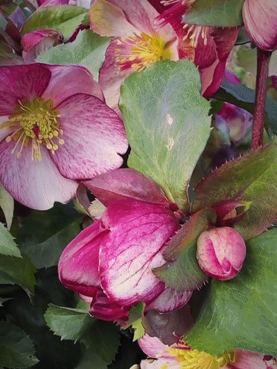 Nasiona Kwiatów - Róża Bożonarodzeniowa