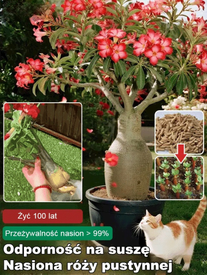 【Odporność na suszę】 Nasiona róży pustynnej🌵Róża pustyni, która kwitnie bez podlewania! 