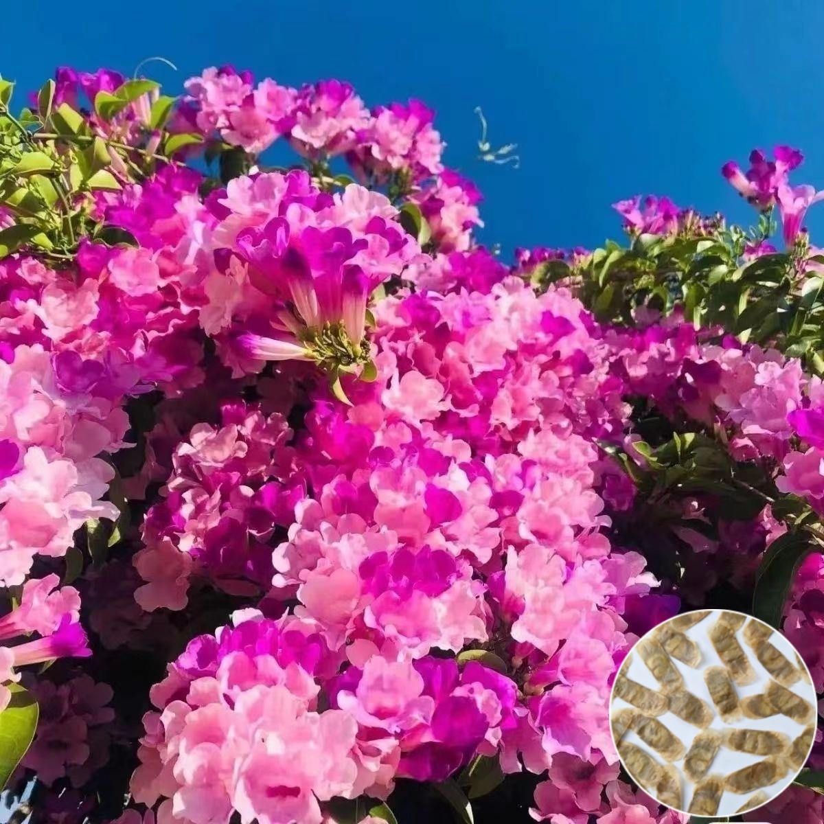 Nasiona fioletowego dzwonka pnącego na ścianę