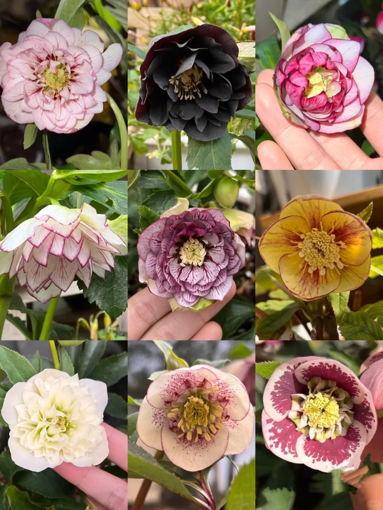 Nasiona Kwiatów - Róża Bożonarodzeniowa