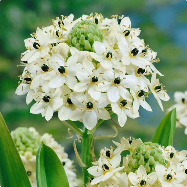 Gwiazda Betlejemska Aksamitna Cebulki Kwiatów „Kwitnienie przez 300 dni”