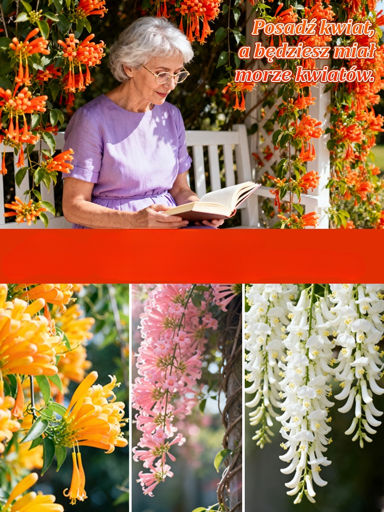 【Kwitnienie pełne】Nasiona kwitnącej przez cały rok rośliny pnącej Bignonia przybyły! 