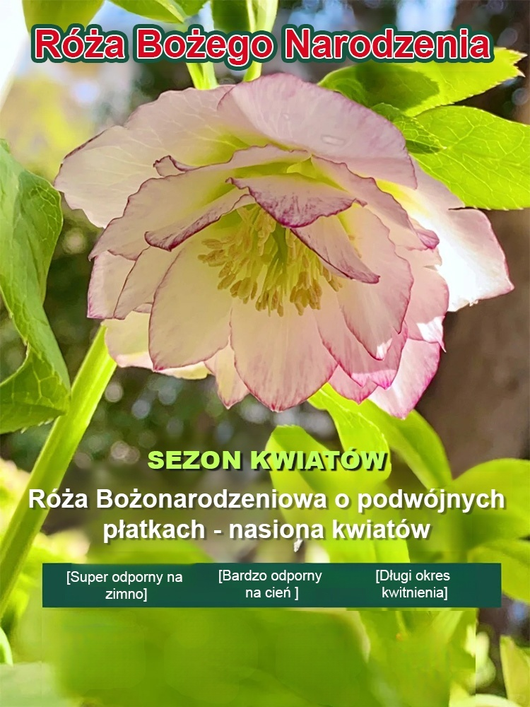 Nasiona Kwiatów - Róża Bożonarodzeniowa