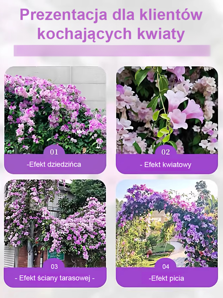 Nasiona fioletowego dzwonka pnącego na ścianę