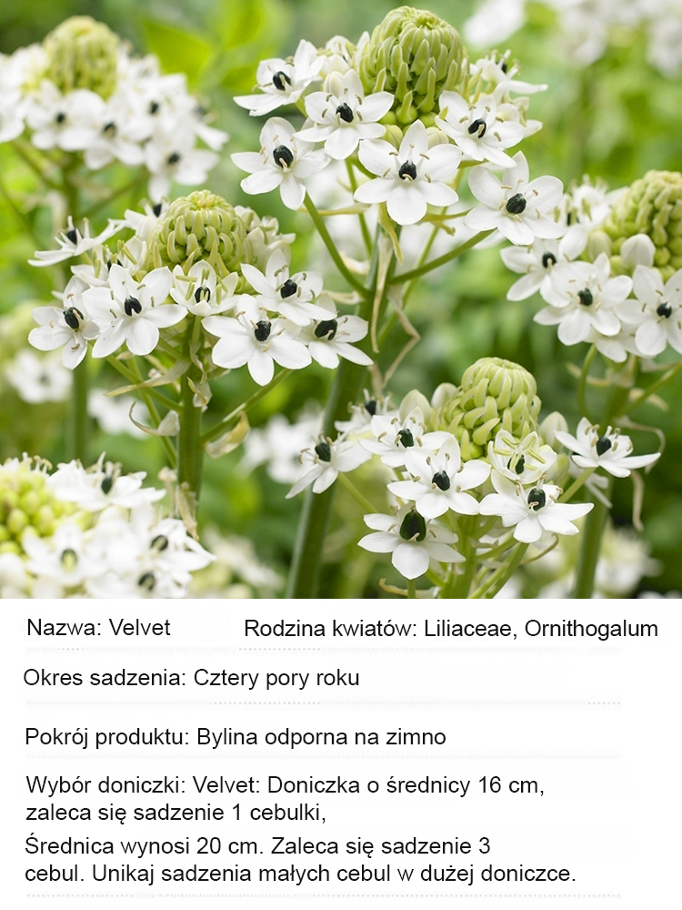 Gwiazda Betlejemska Aksamitna Cebulki Kwiatów „Kwitnienie przez 300 dni”