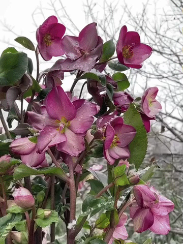 Nasiona Kwiatów - Róża Bożonarodzeniowa