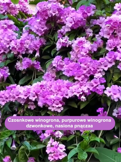 Nasiona fioletowego dzwonka pnącego na ścianę