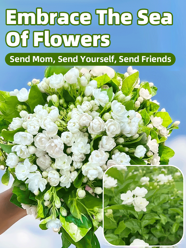【Nature’s Own Perfume】Double-Petal Jasmine Seeds: Year-round bloom, heavenly fragrance! 🌼