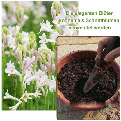 【Die ursprünglichen Inhaltsstoffe der Parfums von Gucci und Chanel】Tuberose-Zwiebelblume