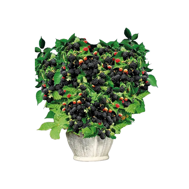 Persische schwarze Maulbeersamen
