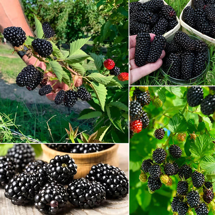 Persische schwarze Maulbeersamen