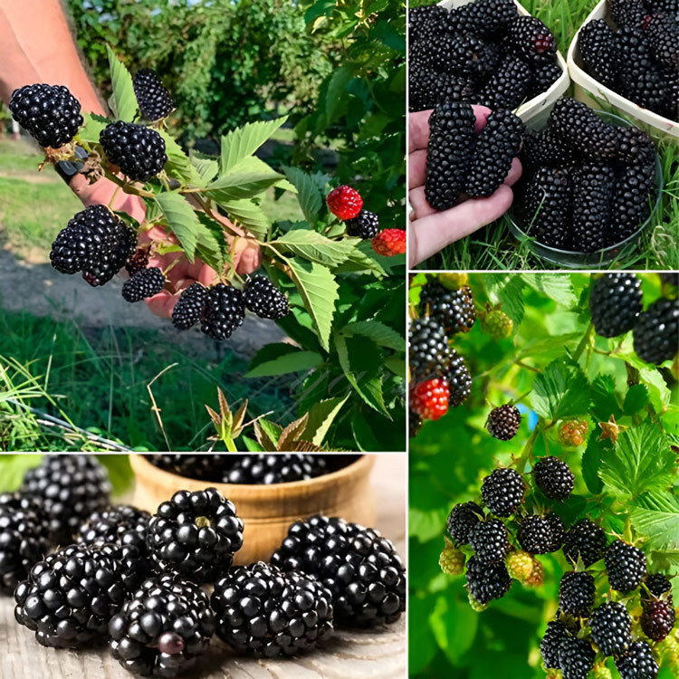 Persische schwarze Maulbeersamen