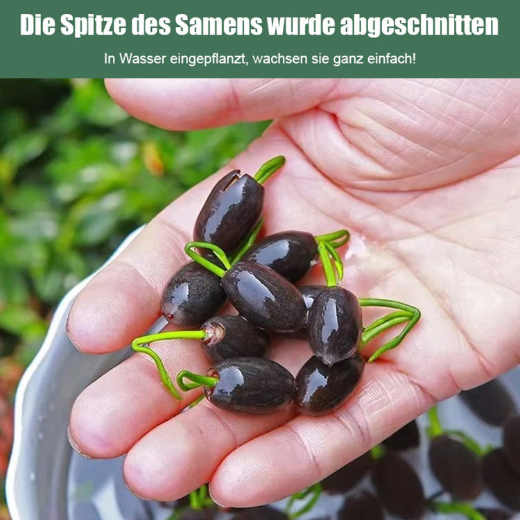 【Glücksbringer】Dekorative Wasserkulturlotus.