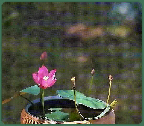 8714bd1c0d1fa4742500d66565bfdf2f.gif