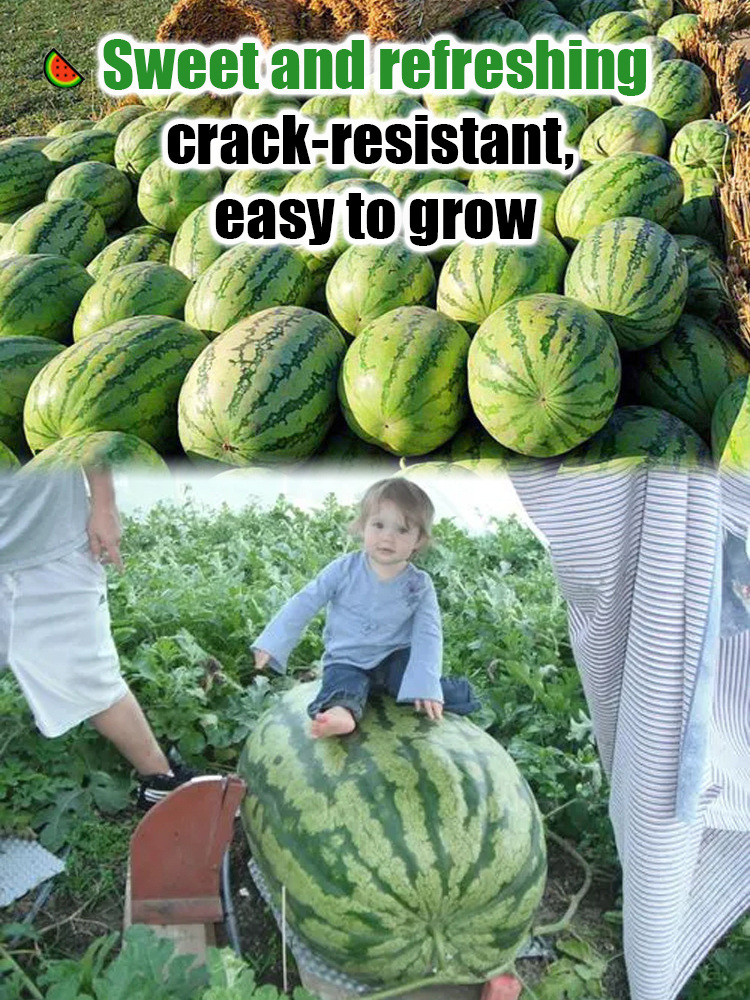 Extra Large Lazy King Watermelon Seeds
