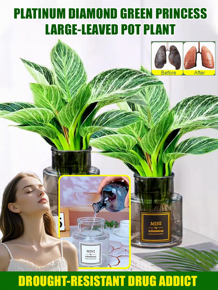 Drought-Tolerant Platinum Green Princess Large Leaf Houseplant