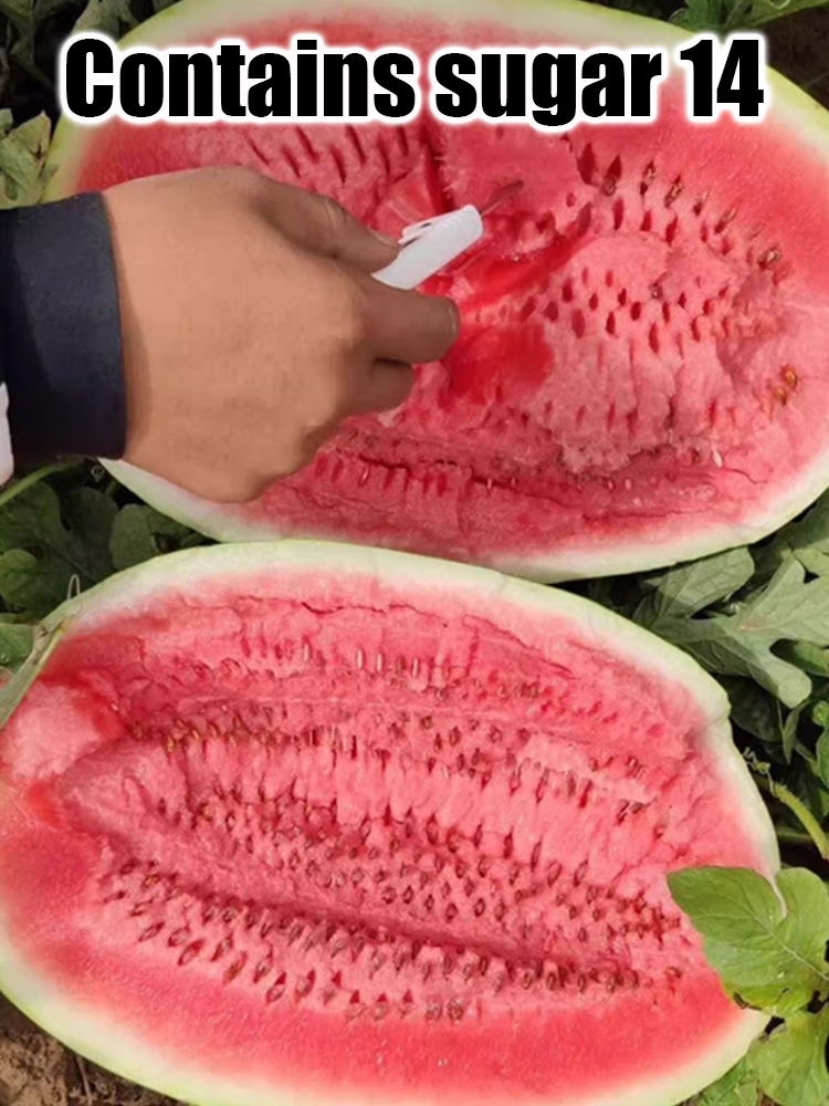 Extra Large Lazy King Watermelon Seeds