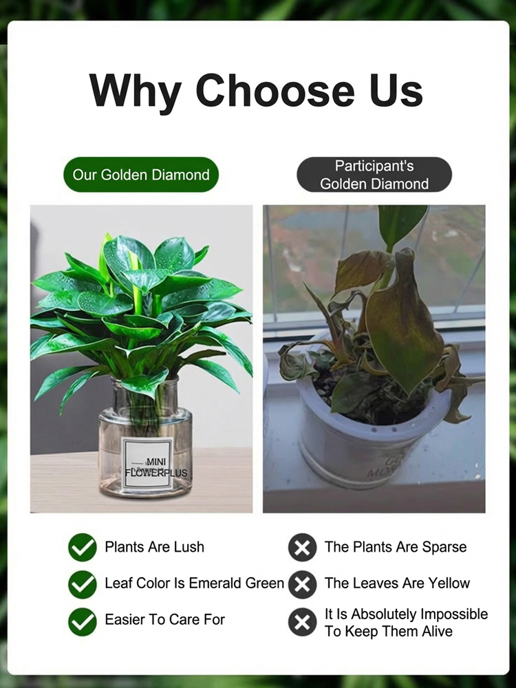 Golden Diamond Green Plants🌿It can efficiently absorb formaldehyde, benzene, ammonia, odors, and dust, with a purification power far exceeding that of ordinary green plants