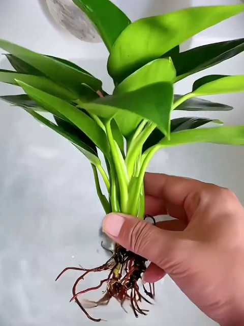Golden Diamond Green Plants🌿It can efficiently absorb formaldehyde, benzene, ammonia, odors, and dust, with a purification power far exceeding that of ordinary green plants