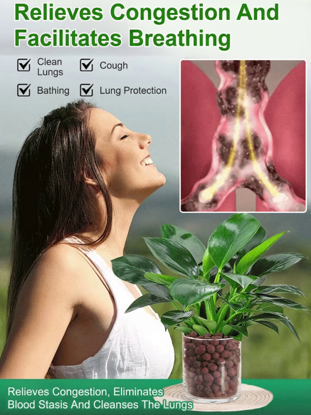Golden Diamond Green Plants🌿It can efficiently absorb formaldehyde, benzene, ammonia, odors, and dust, with a purification power far exceeding that of ordinary green plants