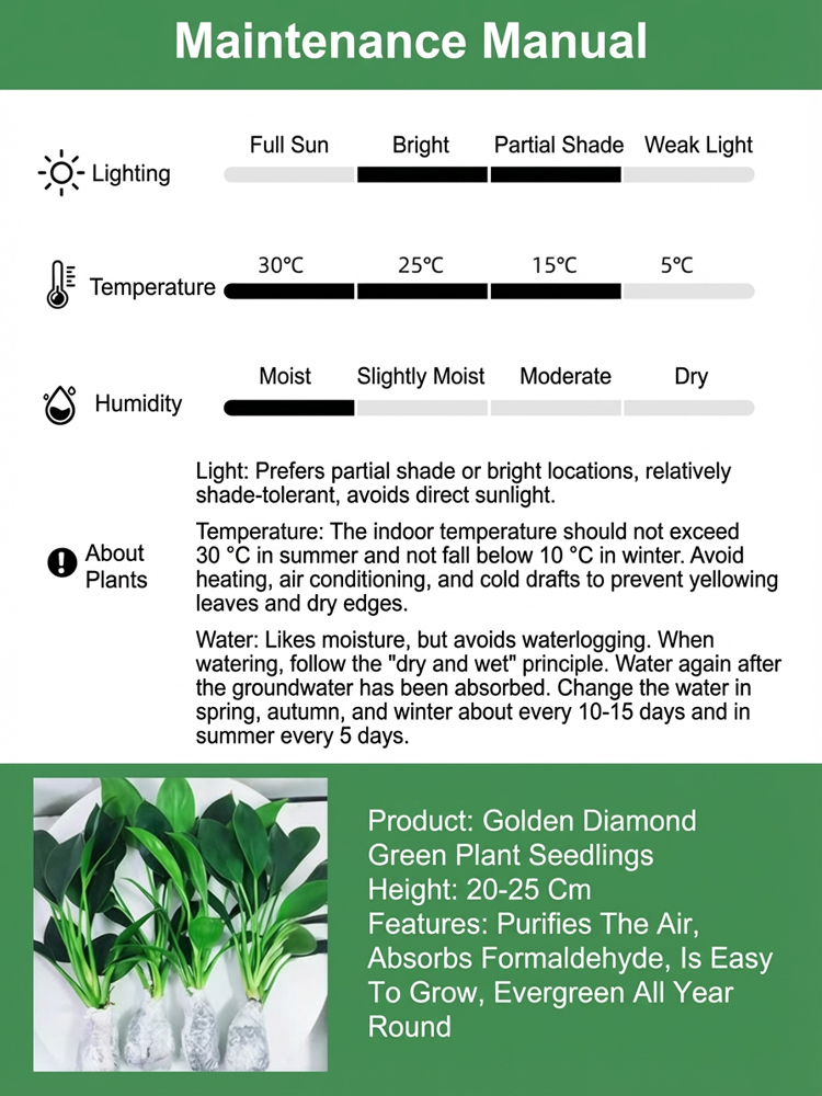 Golden Diamond Green Plants🌿It can efficiently absorb formaldehyde, benzene, ammonia, odors, and dust, with a purification power far exceeding that of ordinary green plants