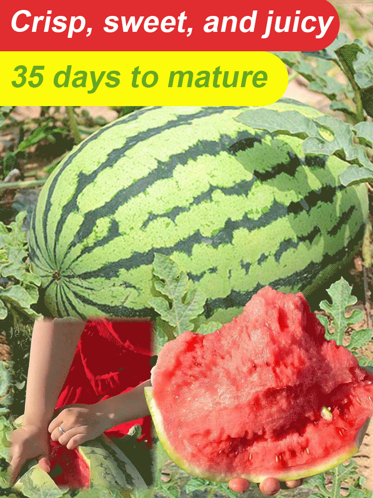 Extra Large Lazy King Watermelon Seeds