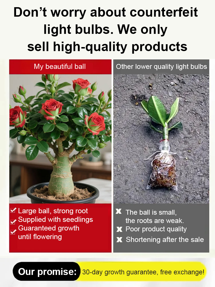 Desert Rose Bulb Flower – "Just Water to Thrive for 100 Years🌹Extremely easy to grow, lazy-friendly, 💦Flowering period lasts for more than 200 days, can be enjoyed for a long time