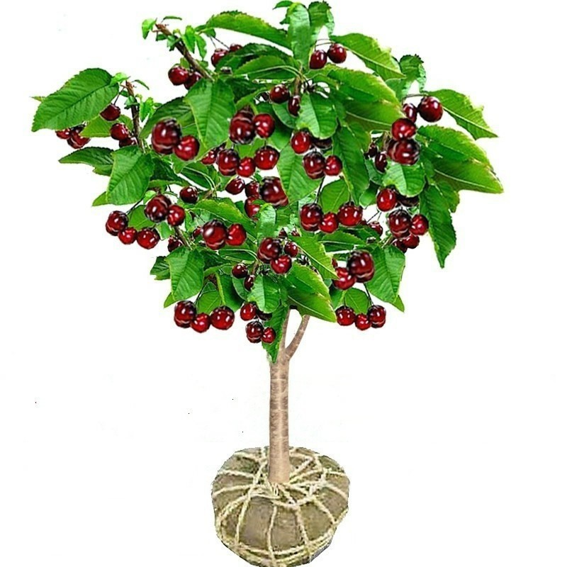 【Results from this year】Cherry tree seedlings🌱98% survival rate; even beginners can complete the planting in 10 minutes