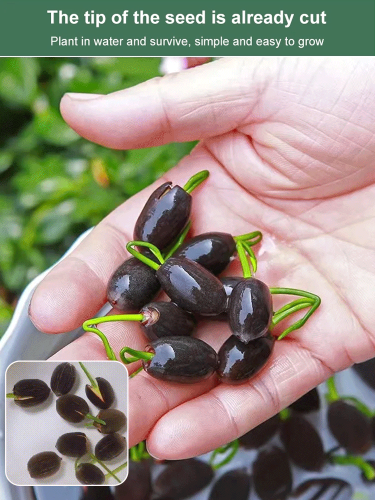 [Super high germination rate] Miniature water lilies can be grown in pots and are extremely easy to care for; they will thrive simply by watering