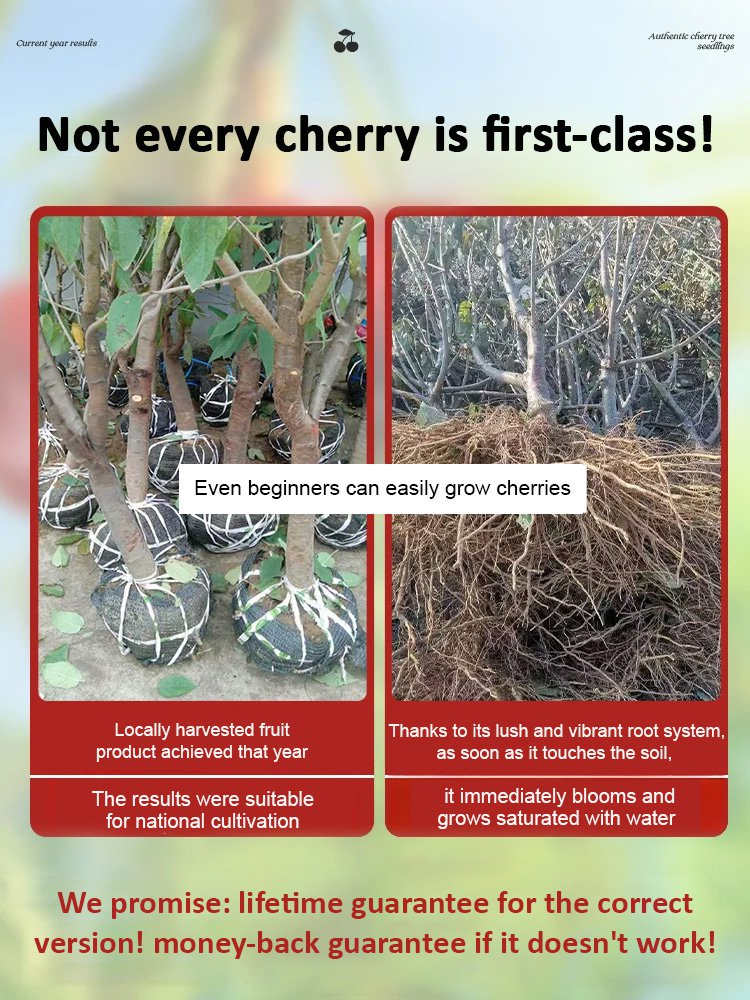 【Results from this year】Cherry tree seedlings🌱98% survival rate; even beginners can complete the planting in 10 minutes
