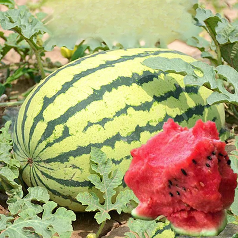 Extra Large Lazy King Watermelon Seeds