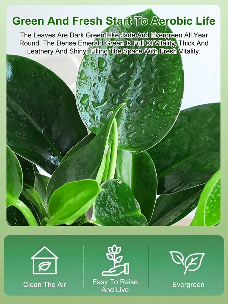 Golden Diamond Green Plants🌿It can efficiently absorb formaldehyde, benzene, ammonia, odors, and dust, with a purification power far exceeding that of ordinary green plants