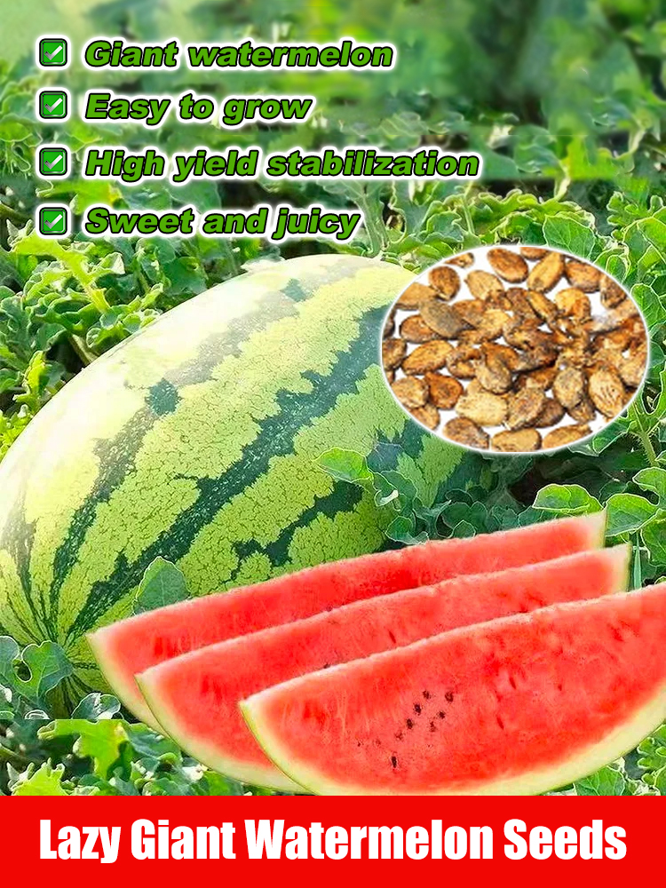 Extra Large Lazy King Watermelon Seeds