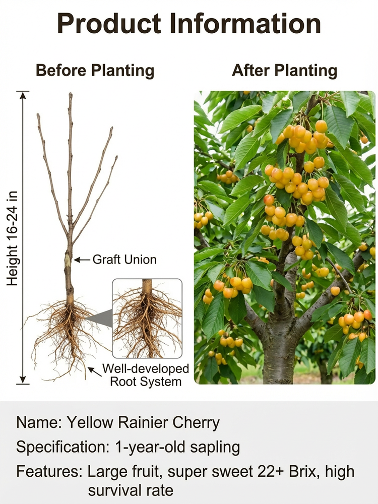 🍒[Fast-growing, strong, and resilient] Cherry saplings that bear fruit in the same year