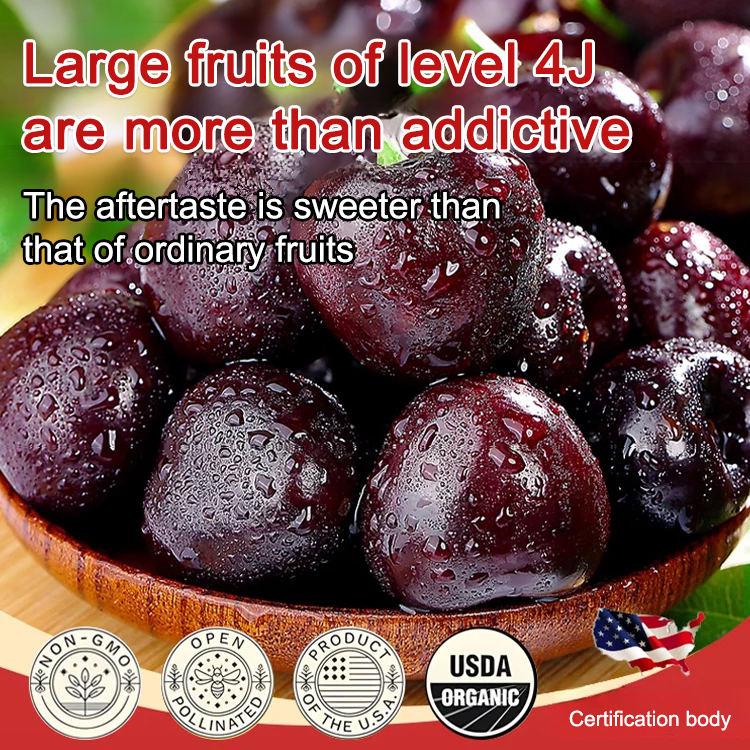🍒🍒Imported Chilean Chelsea seeds