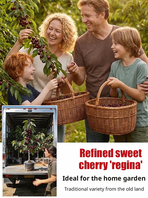 Cherry bigger than a ping-pong ball—harvest in just 60 days, year-round planting