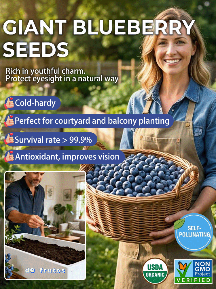 [Large Fruit, High Yield] Duke Blueberry Saplings, Large Fruit, Potted Plants