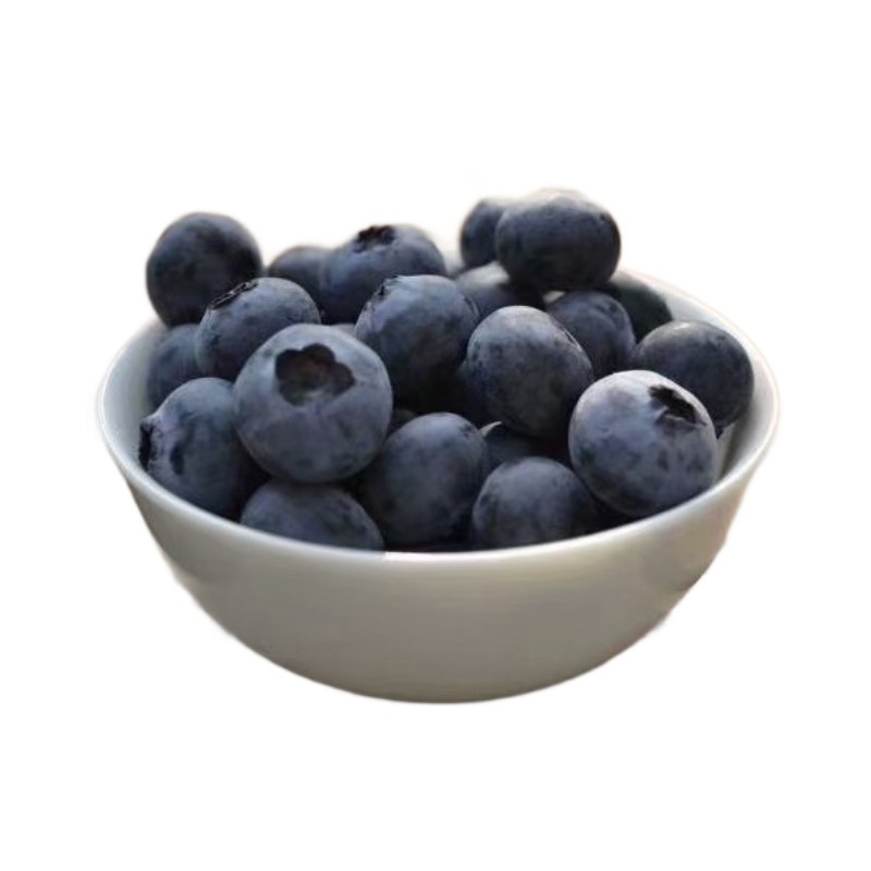 [Large Fruit, High Yield] Duke Blueberry Saplings, Large Fruit, Potted Plants