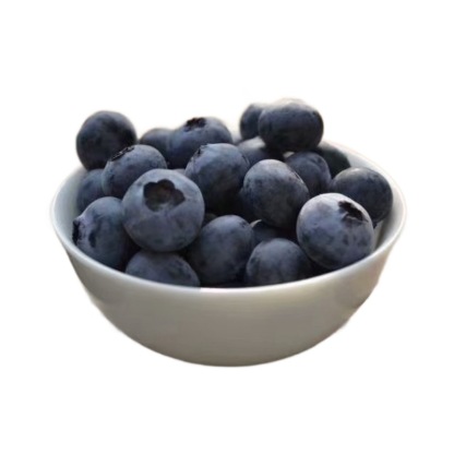 [Large Fruit, High Yield] Duke Blueberry Saplings, Large Fruit, Potted Plants