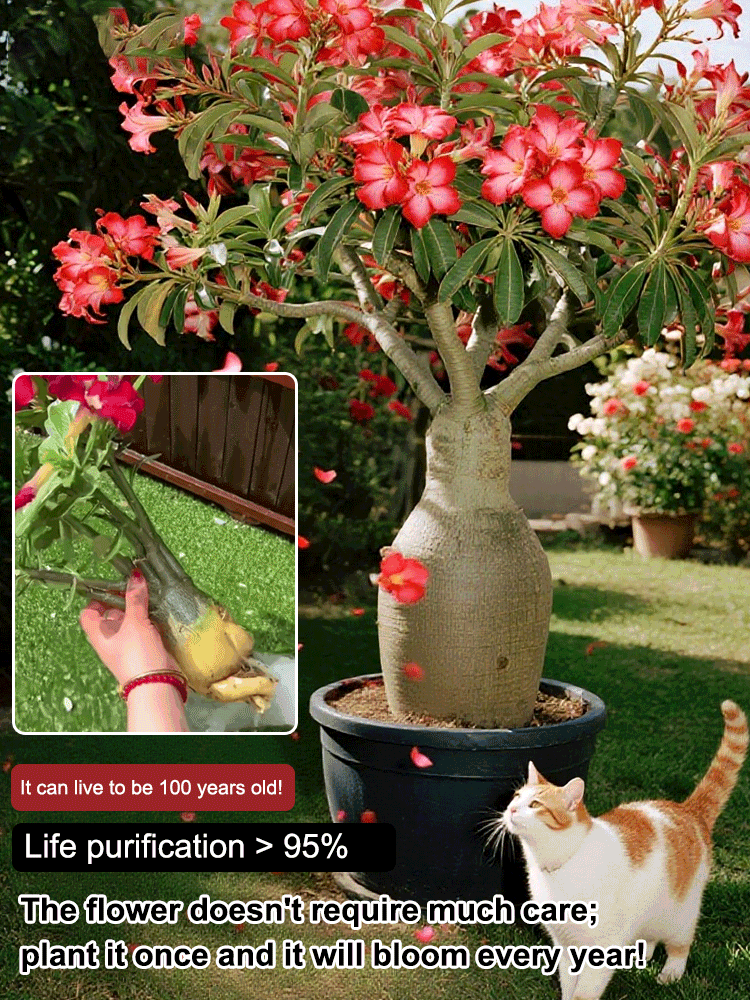 【Water Once, Thrives for 100 Years!】Desert Queen Rose | 300-Day Blooms, Cold-Hardy to -25°C, 24/7 Air Purifying
