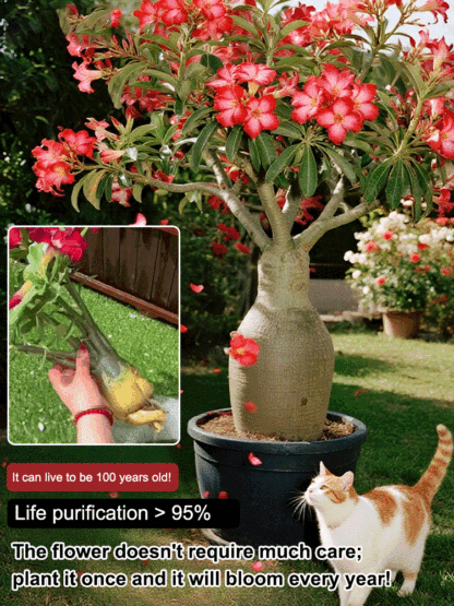 【Water Once, Thrives for 100 Years!】Desert Queen Rose | 300-Day Blooms, Cold-Hardy to -25°C, 24/7 Air Purifying
