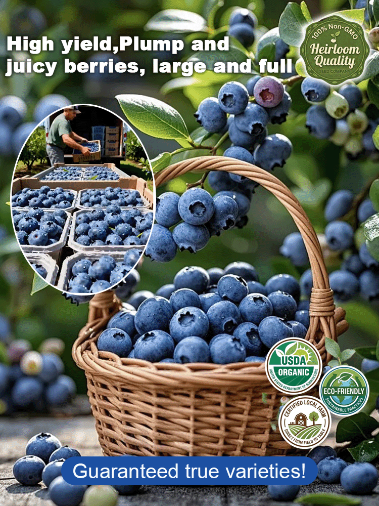 [Large Fruit, High Yield] Duke Blueberry Saplings, Large Fruit, Potted Plants