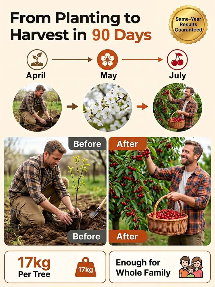 Premium Giant Sweet Cherry Sapling—harvest in just 60 days, year-round planting