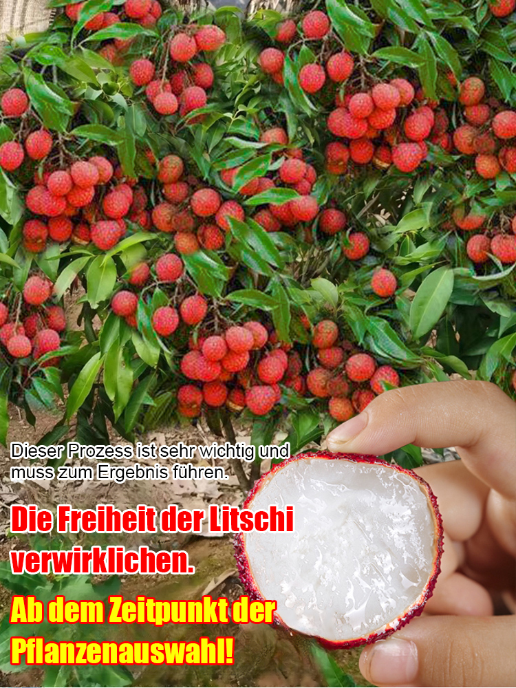 Hochwertige Litschisamen