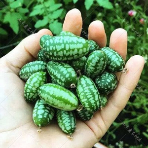 Wassermelonen-Samen, die das ganze Jahr über Früchte tragen.