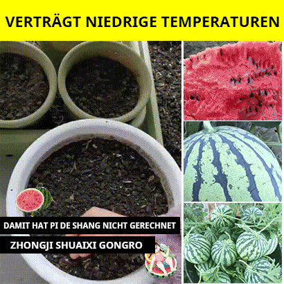Wassermelonen-Samen, die das ganze Jahr über Früchte tragen.