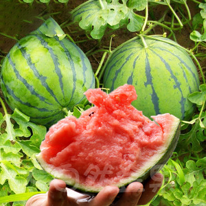 Wassermelonen-Samen, die das ganze Jahr über Früchte tragen.