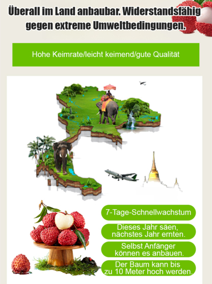 Hochwertige Litschisamen
