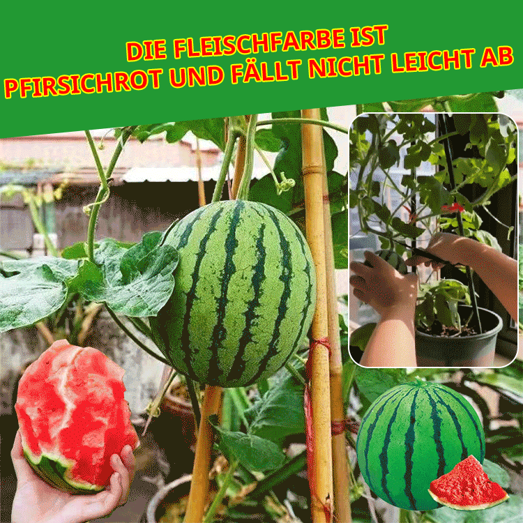 Wassermelonen-Samen, die das ganze Jahr über Früchte tragen.